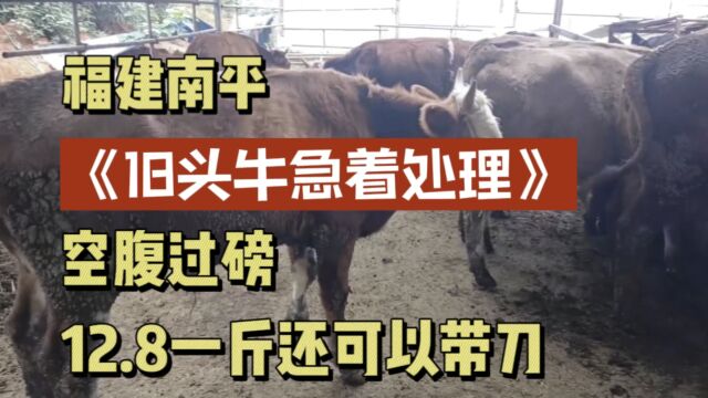 福建南平养殖户宣布倒闭!18头牛急着处理掉,12.8一斤还可以带刀