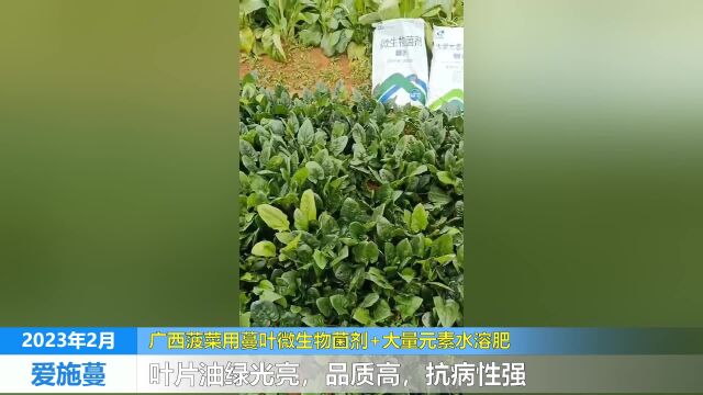 大量元素水溶肥广西菠菜用蔓叶微生物菌剂+大量元素水溶肥,叶片油绿光亮,品质高