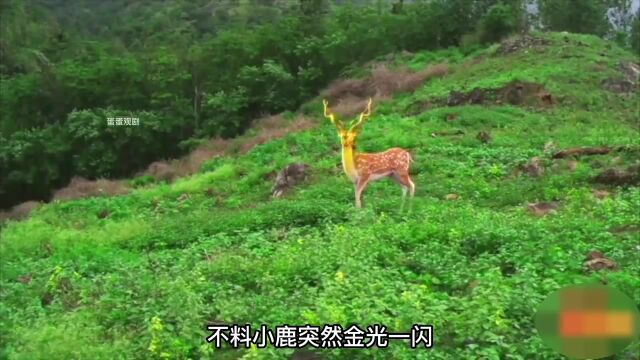 女人上山打猎,却意外遇见千年一遇的金鹿