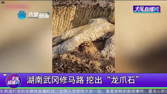 湖南武冈修马路,挖出“龙爪石”