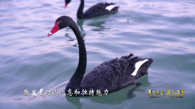 东城新区形象片8.17