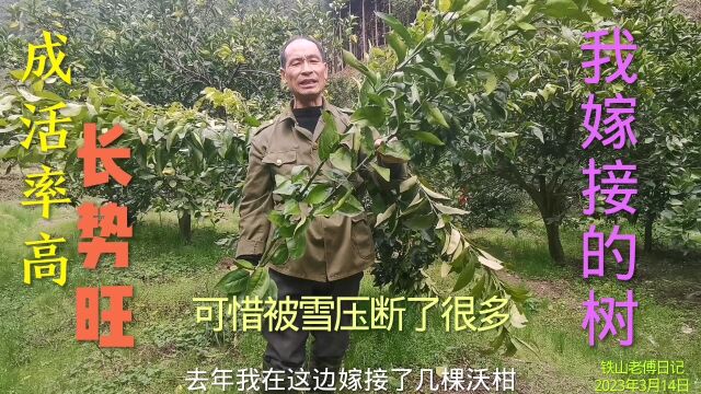 要想嫁接的苗成活率高长势旺,最关键的就是嫁接口上那两刀