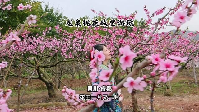 桃花开啦!龙泉山上山泉镇的桃花故里4A景区 免门票~农家乐~美宿~赏花踏青~推荐游步道福道情道寿道#龙泉桃花故里景区