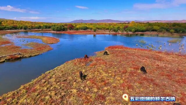 赏秋季五彩斑斓 遇梦幻额尔古纳