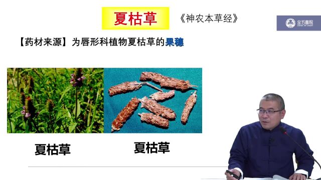 决明子清热药清热泻火药《中药学》高文老师主讲