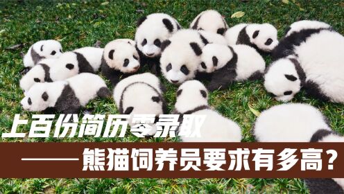 大熊猫宝新离世后续！上百份简历零录取，熊猫饲养员究竟有多难当