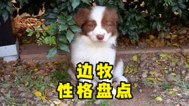 边牧的性格大盘点,你家狗子属于哪一种?