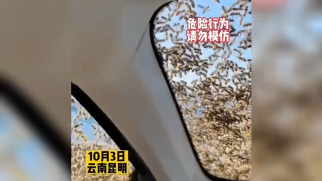 网友:挡蜂玻璃?