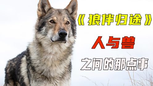《阿尔法：狼伴归途》人类史上第一只狗子的诞生