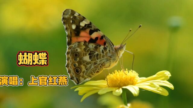 上官红燕演唱的歌曲《蝴蝶》,请欣赏