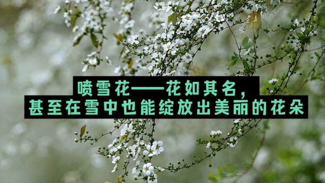 喷雪花——花如其名,甚至在雪中也能绽放出美丽的花朵