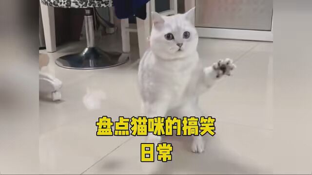 #傻猫 #喵桑 #沙雕猫