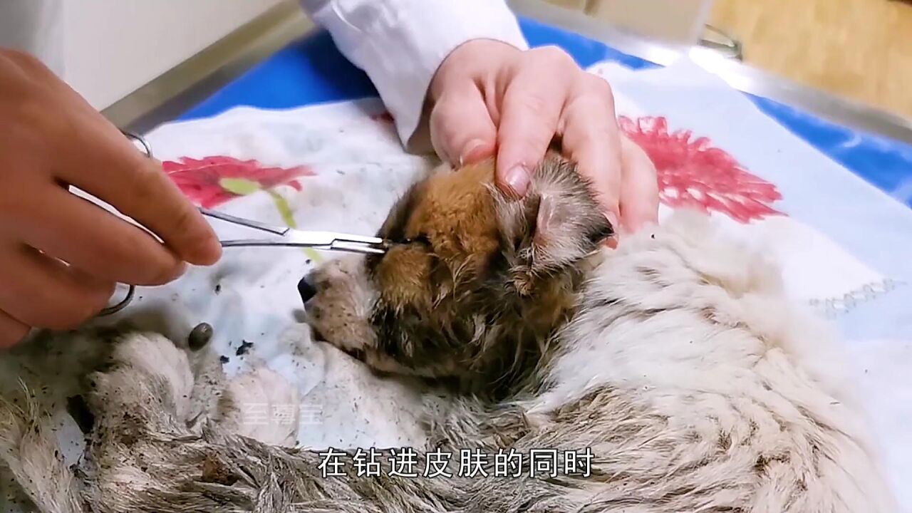 狗狗身上长了寄生虫,医生一钳子夹出来,这是养狗还是养虫!