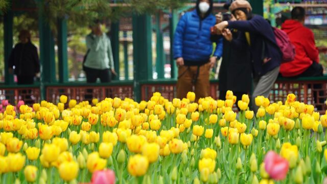 中山公园2023年春花暨郁金香观赏季开幕