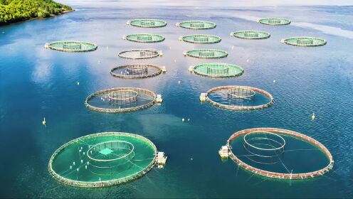 海上养鱼场养殖金枪鱼、三文鱼等,一个网箱至少有十多万条鱼_高清1080P在线观看平台_腾讯视频