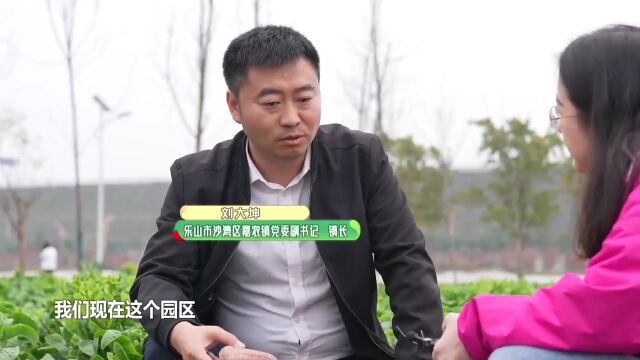 问您所“?” | 乐山沙湾:石头堆里的“奇迹”