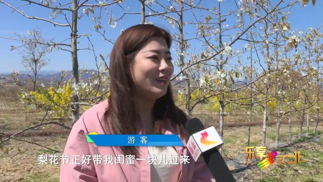 这么近 那么美 周末到河北丨保定阜平:万亩梨花迎客来