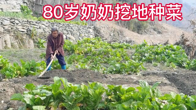 十堰农村留守老人生活真是不容易80多岁了还要坚持自己挖菜园种菜