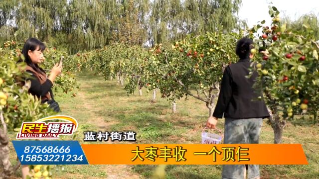 蓝村街道:大枣丰收 一个顶仨(即墨融媒出品)