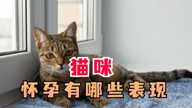 猫咪怀孕了有哪些表现,别不重视!