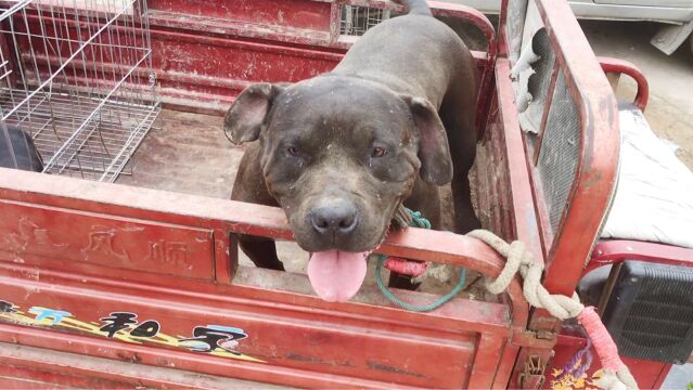 实拍河南安阳狗市,偶遇1条满脸伤疤的比特犬,气质碾压一切猛犬