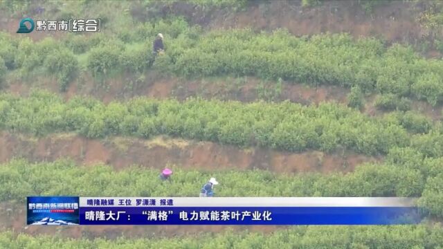 晴隆大厂:“满格”电力赋能茶叶产业化