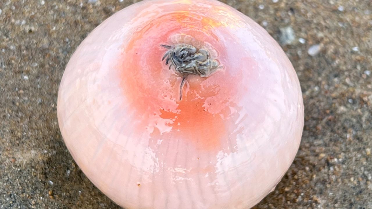 大庆赶海,退潮后发现一个圆形大海葵藏在沙中,好像鸡蛋一样