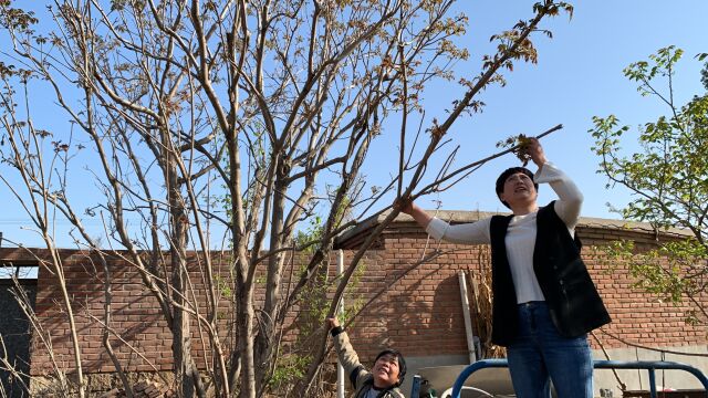 春暖花开香椿冒芽了,上树掰点香椿,品尝属于春天的味道