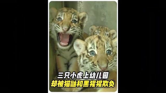 虎落平阳被猫鼬欺负?三只小老虎被猫鼬和黑猩猩吓破了胆#老虎 #奇妙的动物