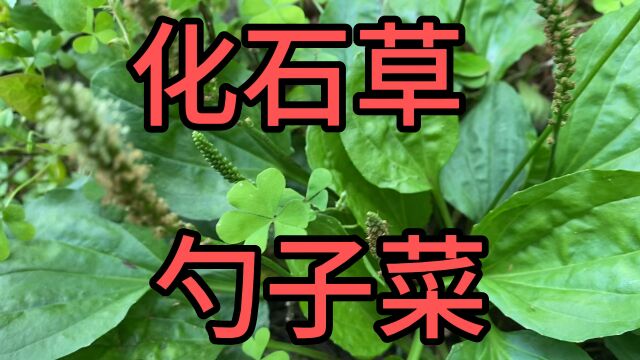 农村常见的植物,它的作用非常大,认识它的人都当宝,它就是化石草,也叫勺子菜,车前草