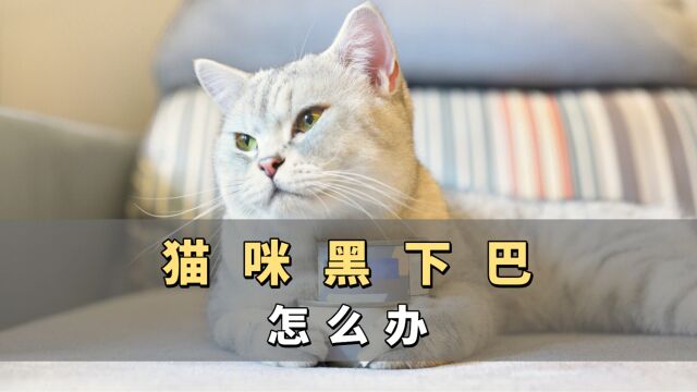 猫咪黑下巴的解决方法,养猫两年的人都不知道