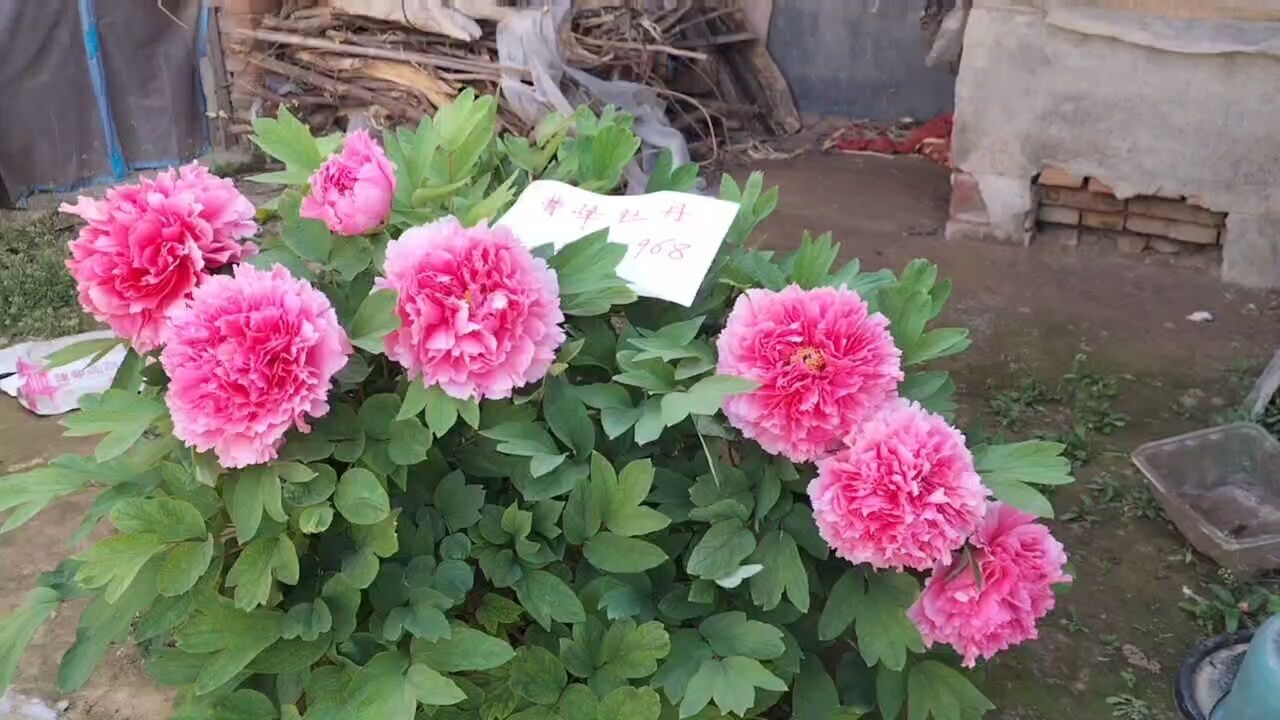 珊瑚台牡丹开花大吗?