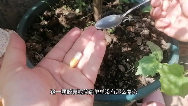 种柠檬关键1步?比施肥、浇水重要,小心颗粒无收