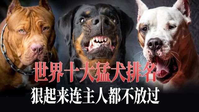 盘点世界10大凶猛犬种,狠起来连主人都不放过