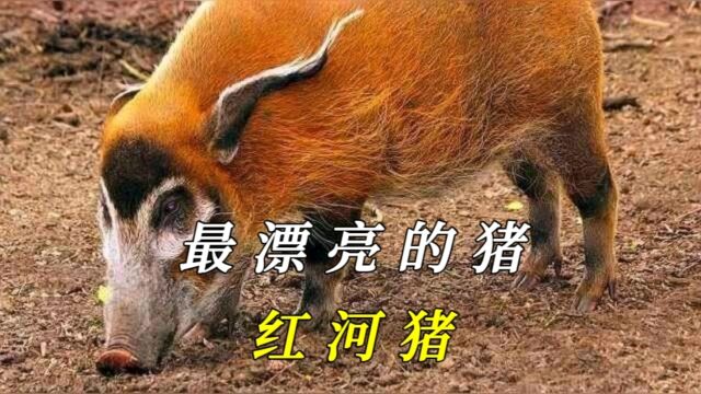 红河猪:独特习性成就生存之道