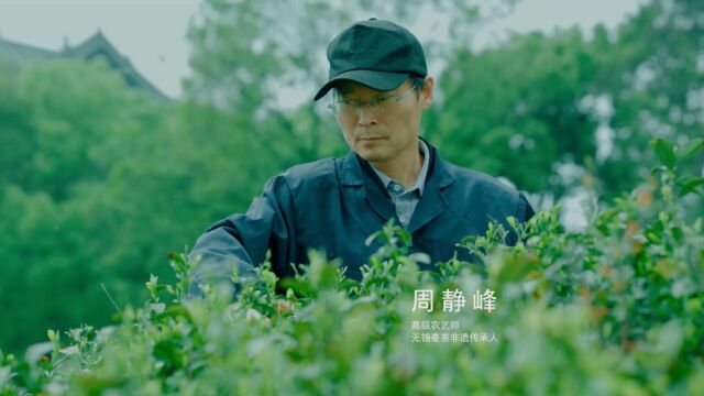 无锡毫茶非遗传承人,周静峰茶藏道韵,品尽千秋