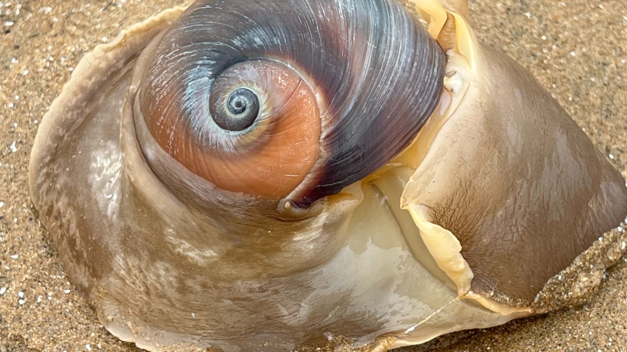 大海退潮后,大庆赶海发现拳头一样大的猫眼螺,还有一片海虹地