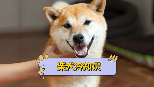 柴犬冷知识,你知道多少个?