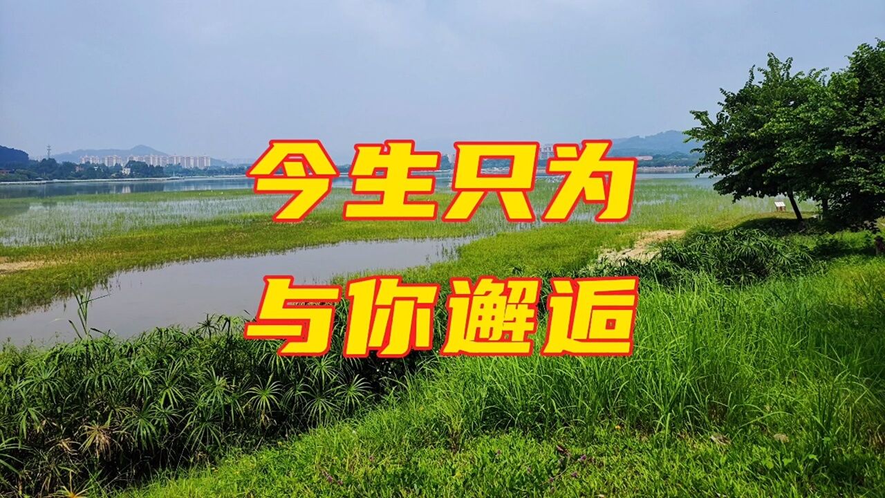 海南萨哥萨克斯吹奏梅朵歌曲《今生只为与你邂逅》