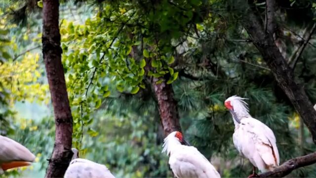 中国之治——生态环境法治守护,湖北武汉:湿地保护的中国智慧