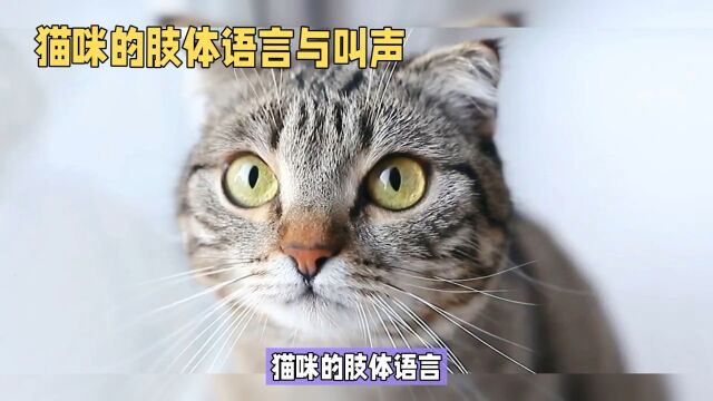 猫咪的肢体语言与叫声