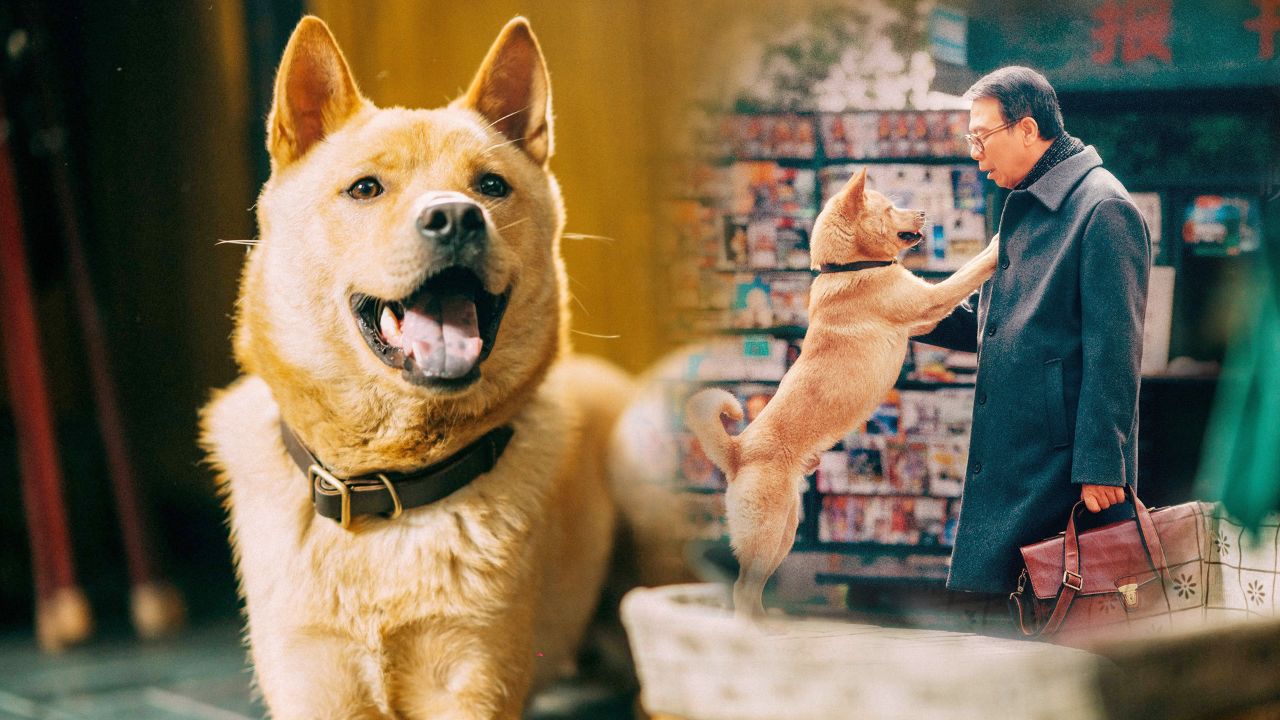 忠犬八公:中华田园犬无声胜有声!