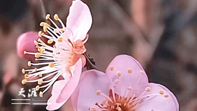 春日回忆 梅花绽放的美丽瞬间