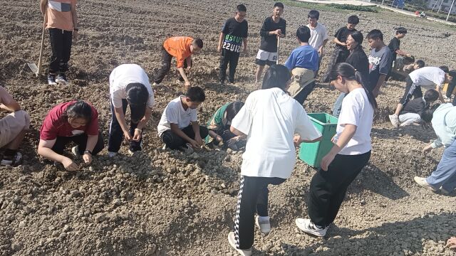 学习之余种萝卜,永定区合作桥乡中学开展学农基地播种活动