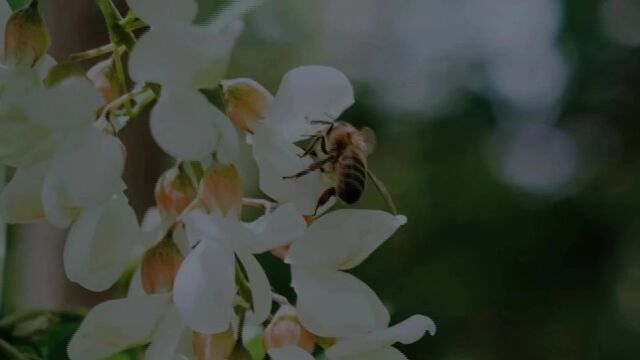 陕检故事汇 | 永寿检察:“永寿槐花蜜”背后的检察守护