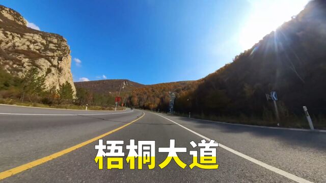 张家口网红路梧桐大道