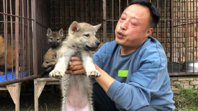 捷克狼犬最像狼的犬种,忠心护主智商高易训练,适应能力强好饲养