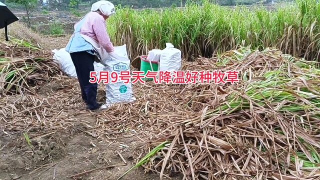 5月9号贞丰县开始降温下雨,适合种多年生牧草,这样的种芽好种 #牧草 #牧草种子 #四季牧草