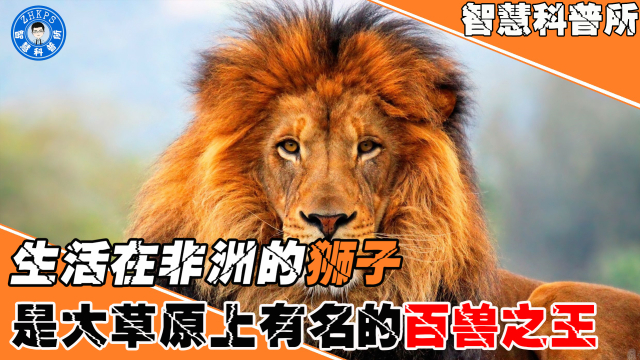 狮子生活在非洲,是大草原上赫赫有名的百兽之王