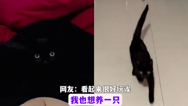 猫界最贵的黑猫,全靠网友图像处理才看的见!网友:只买得起双眼